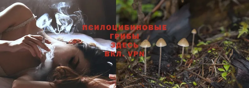 что такое   Вельск  Псилоцибиновые грибы Magic Shrooms 